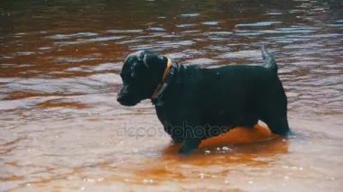 Büyük siyah köpek oyun ve nehirde yüzer. Ağır çekim
