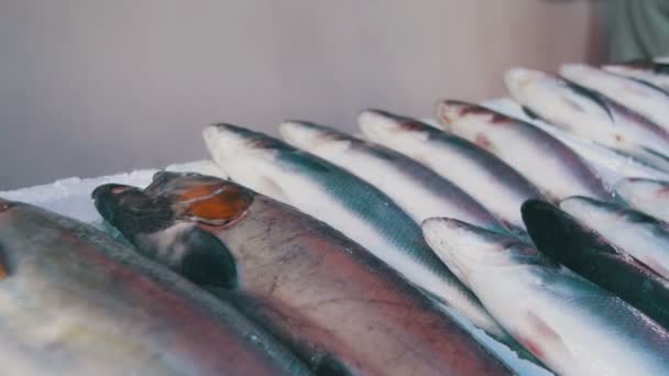 Peixe de mar fresco na loja — Vídeo de Stock