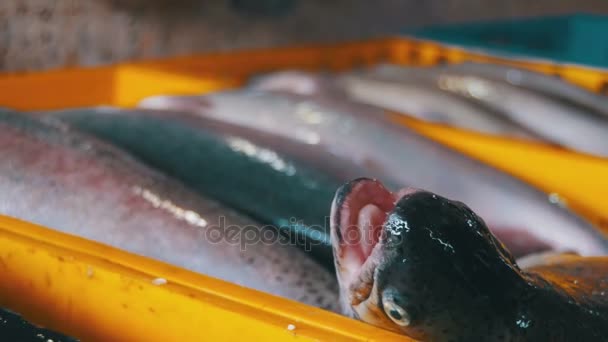 Pescado marino fresco en hielo en el mercado contrario — Vídeos de Stock