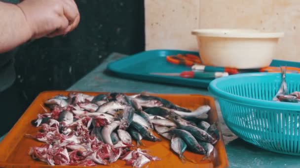 Marchand de poisson Mise à l'échelle et coupe du poisson dans le stalle du marché — Video