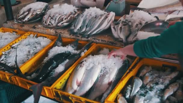 Pescado marino fresco en hielo en el mercado contrario — Vídeos de Stock