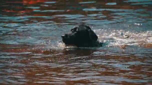 Großer schwarzer Hund schwimmt im Fluss. Zeitlupe — Stockvideo