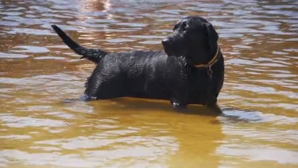 Stor svart hund simmar i floden. Slow Motion — Stockvideo