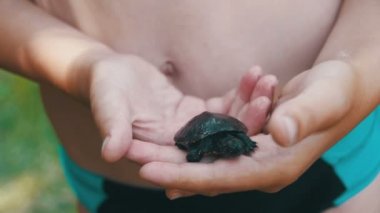 Küçük bir kaplumbağa Creeps elinizin avuç içinde tutan çocuk. Ağır çekim