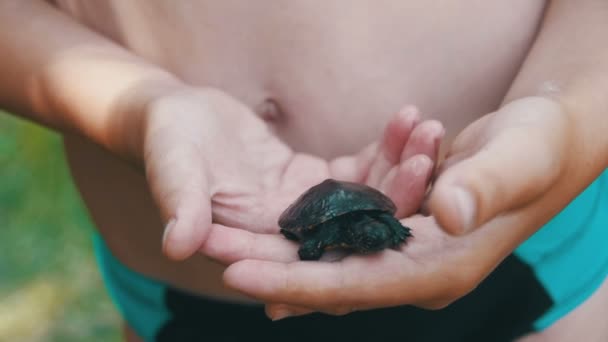 Chłopiec trzyma małego żółwia w Twojej dłoni, który skrada. Zwolnionym tempie — Wideo stockowe