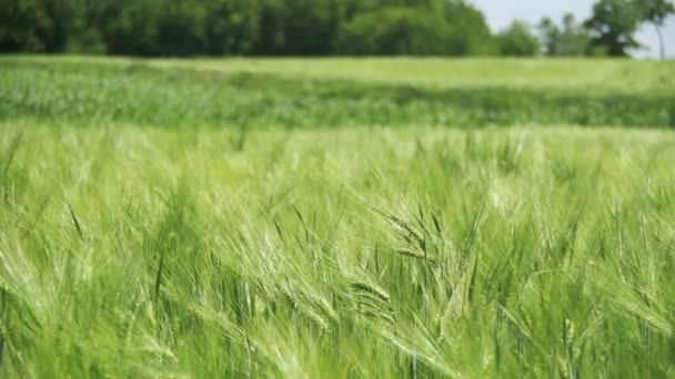 Young Green Wheat and Spikelets in a Field (en inglés). Moción lenta — Vídeos de Stock