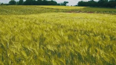 Genç yeşil buğday ve Spikelets bir alanda