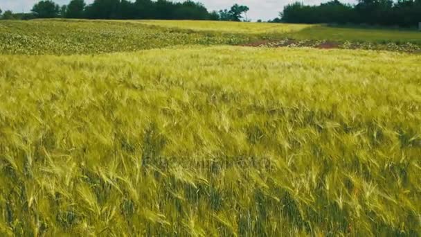 Trigo verde joven y espiguillas en un campo — Vídeo de stock