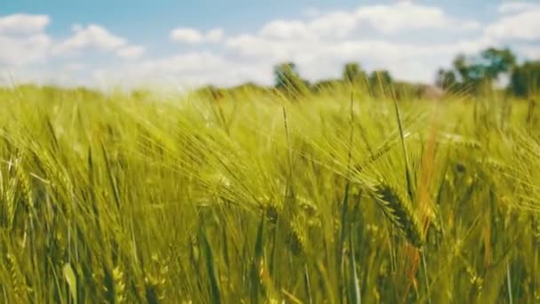 Jonge groene tarwe en Spikelets in een veld — Stockvideo