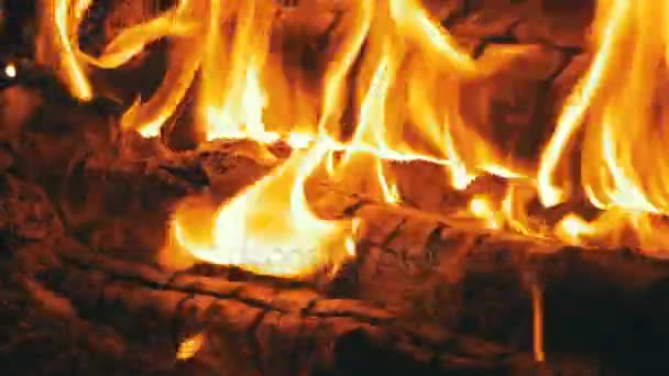 Bonfire s'allume la nuit dans la forêt — Video