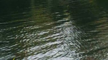 Nehir, nehir kıyısında yeşil bitki örtüsü üzerinde doğa