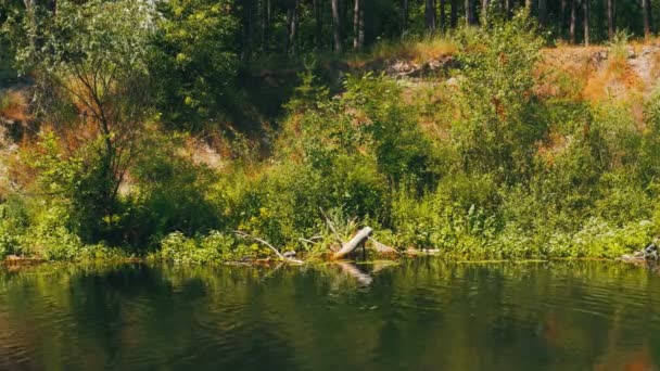 Natura na rzece, roślinności na brzegach rzeki — Wideo stockowe