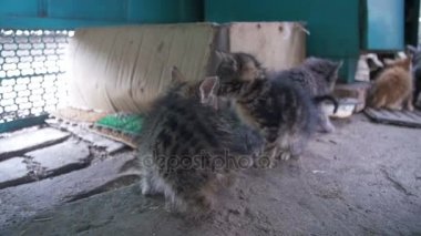 Küçük gri ve beyaz evsiz kedi yavrusu fotoğraf makinesine benziyor. Ağır çekim