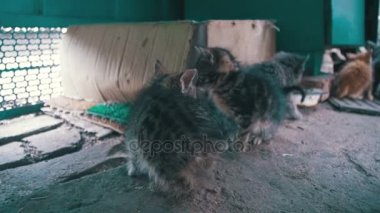 Küçük gri ve beyaz yavru kedi görünüyor kameraya sokak. Ağır çekim