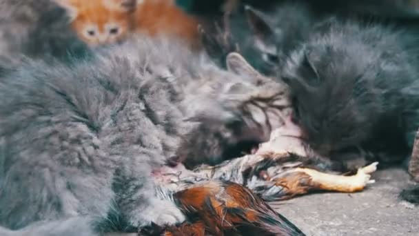 Verdwaalde hongerig Kittens een gevangen vogel eet op straat — Stockvideo