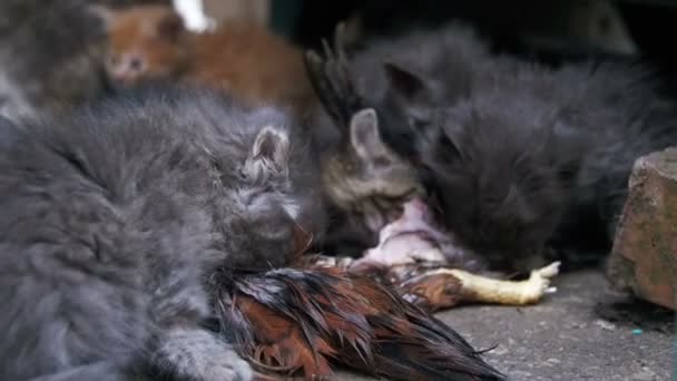 Hemlösa hungriga kattungar äter en Fångad fågel på gatan. Slow Motion — Stockvideo