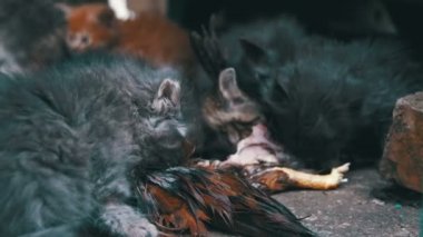 Sokak aç yavru kedi sokakta yakalanmış bir kuş yiyor. Ağır çekim