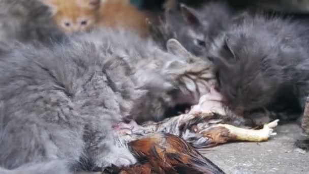 Hemlösa hungriga kattungar äter en Fångad fågel på gatan — Stockvideo