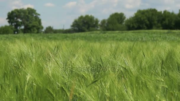 Trigo verde joven y espiguillas en un campo — Vídeos de Stock