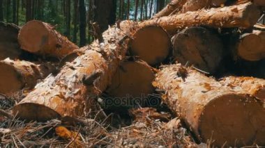 Kesme günlükleri bir ormanda dizilir