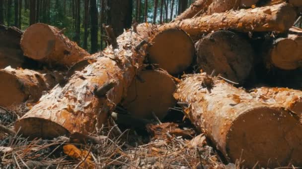 Gesneden Logs worden gestapeld in een Forest — Stockvideo