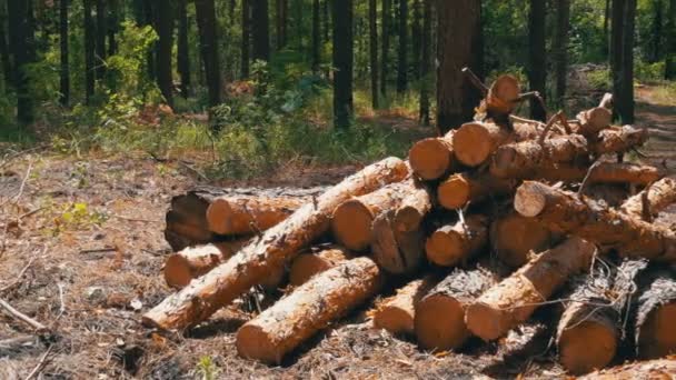 Les billes coupées sont empilées dans une forêt — Video