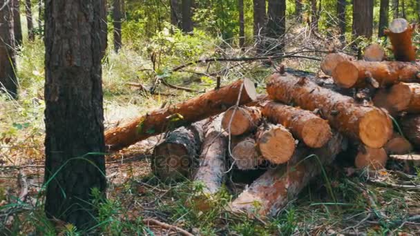 Felled Tree Trunks in the Forest — Stock Video