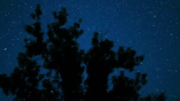 Bewegende sterren in de nachtelijke hemel over bomen. Time-lapse. — Stockvideo