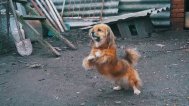 Bir zincir üzerinde bahçesinde iki ayak üzerinde duran küçük kırmızı köpek havlaması. Ağır çekim