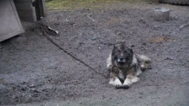 Booth dolanmış bir zincir üzerinde büyük kötü Watchdog ve koruma bölgesi