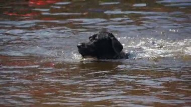 Büyük siyah köpek nehirde yüzüyor. Ağır çekim