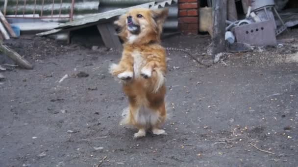 チェーン上の庭に 2 本足で立っている小さな赤い犬の鳴き声。スローモーション — ストック動画