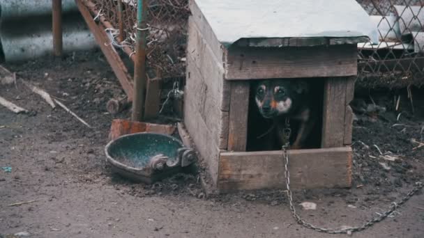 Waakhond op een ketting in het dorp. Hond met korte keten aangesloten op haar kennel. — Stockvideo