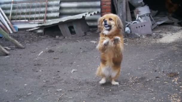 Lilla röda hund står på två ben på gården på en kedja skäller. Slow Motion — Stockvideo