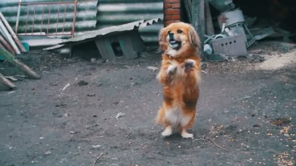 Vakthund på en kedja i byn. Hund med kort kedja bifogas dess kennel. — Stockvideo