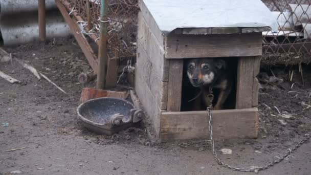 Сторожевая собака на цепи в стенах лает — стоковое видео