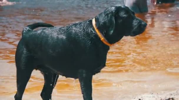 Duży czarny pies jest wstrząśnięty głowę na plaży po kąpieli na rzece. Zwolnionym tempie — Wideo stockowe