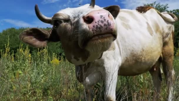 Szép szürke és fehér tehén a réten legelésző és szagú a kamera a háttérégbolt. Lassú mozgás — Stock videók
