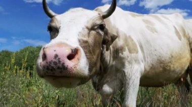 Çayır üzerinde otlatma ve gökyüzü arka plan kamerada kokulu güzel gri ve beyaz inek. Ağır çekim