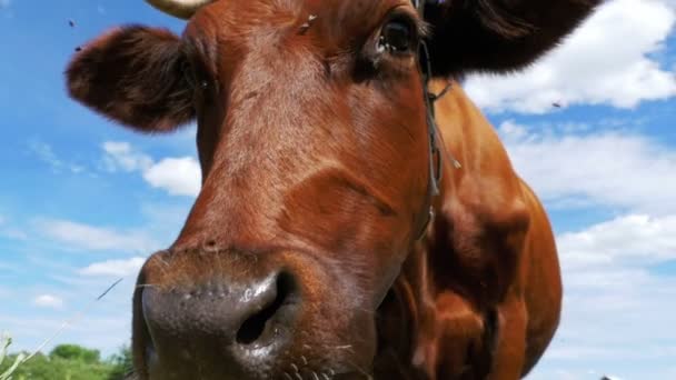 Όμορφα γκρίζα αγελάδα βόσκηση στο Λιβάδι και μυρίζοντας την κάμερα στο φόντο του ουρανού. Αργή κίνηση — Αρχείο Βίντεο