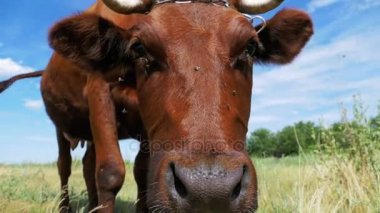 Çayır üzerinde otlatma ve gökyüzü arka plan kamerada kokulu güzel gri inek. Ağır çekim