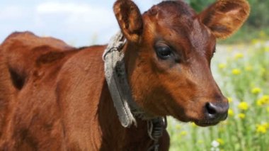 Bir çayırda gri buzağı inek sıyırdı. Ağır çekim