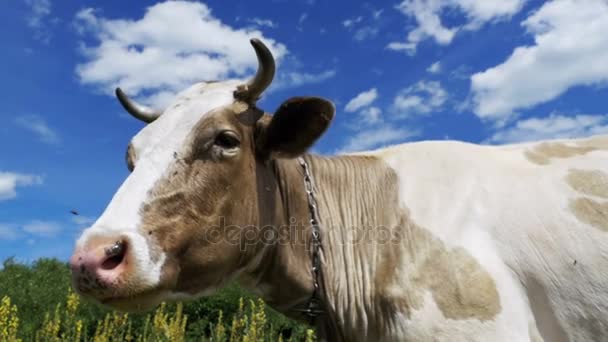 Bella mucca grigia e bianca al pascolo su un prato su sfondo cielo. Rallentatore — Video Stock