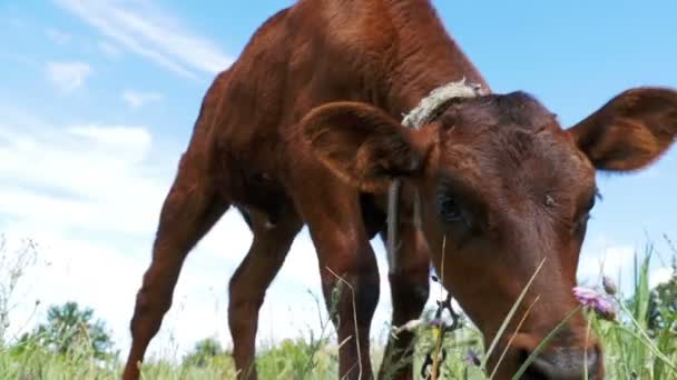 The Gray Calf Cow Graze on a Meadow on Sky Background. Mouvement lent 