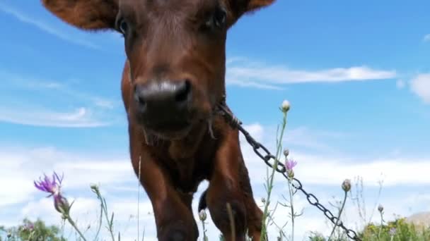 The Gray Calf Cow Graze on a Meadow on Sky Background (en inglés). Moción lenta — Vídeo de stock