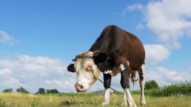 Gökyüzü arka plan üzerinde çayır üzerinde otlatma güzel gri ve beyaz boğa