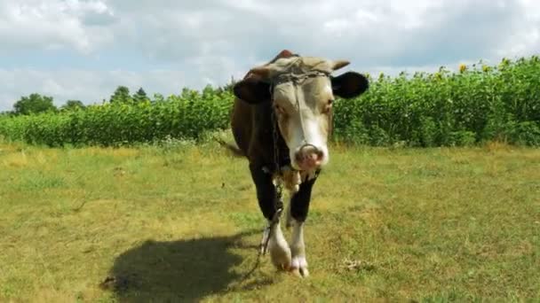 Mooie grijze en witte stier grazen in de weide — Stockvideo