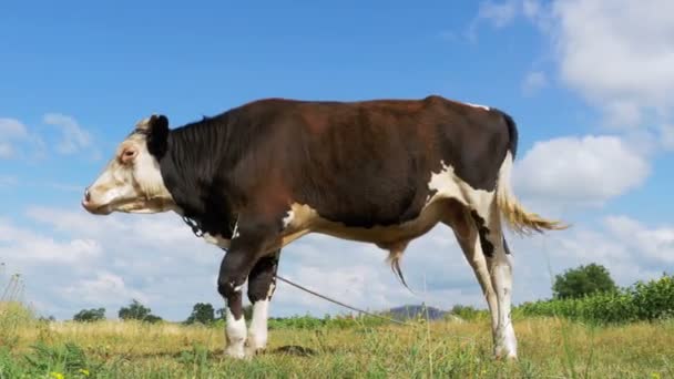 Vacker grå och vit tjur som betar på ängen på himmel bakgrund — Stockvideo