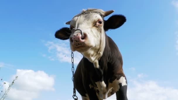 グレーと白の牛は空を背景に牧草地に放牧します。スローモーション — ストック動画