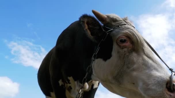 Grijze en witte stier grazen in de weide op hemelachtergrond. Slow Motion — Stockvideo